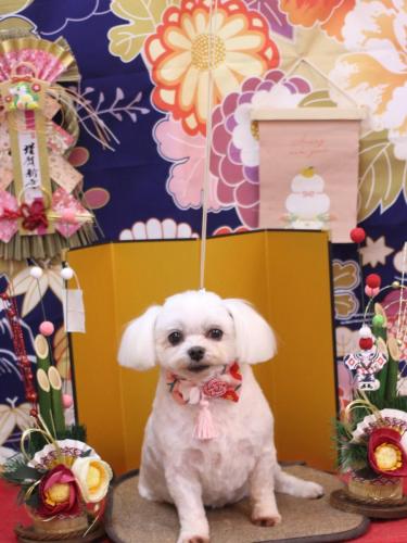 20240124サクラちゃん